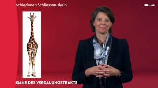 Das Verdauungssystem  Die Anatomie des Verdauungstrakts [upl. by Errecart]