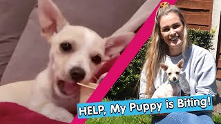 Vlog HELP My Puppy is Biting  Puppies in Lockdown [upl. by Nivonod]