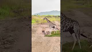 Giraffe vs Lion Animal Highlights Animal Combat Power Competition [upl. by Vernice871]