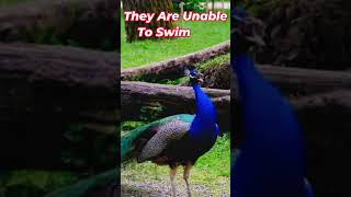 Peacock Sounds And Facts Shorts 📢 [upl. by Seth]