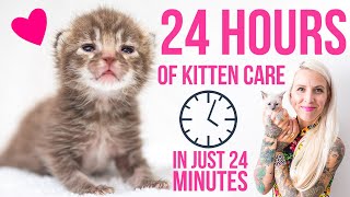 24 Hours in the Life of a Kitten Foster Mom [upl. by Rayham]