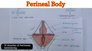 Perineal Body  Perineum 26 [upl. by Sedinoel]