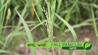 Weed of the Week 1059 Fall Panicum Air Date 72218 [upl. by Neerual]