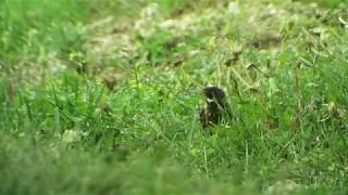 Rotstirngirlitz Redfronted Serin Aserbaidschan SchahdagNationalpark Mai 2018 [upl. by Alexandre]