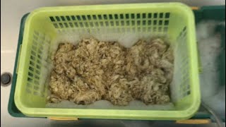 Cleaning raw wool fleece for DIY toy stuffing [upl. by Leeann]