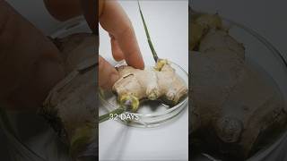 Ginger Root timelapse [upl. by Portugal634]