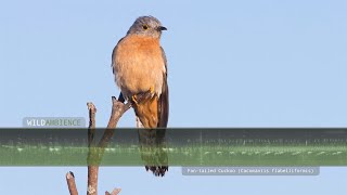 Fantailed Cuckoo Call amp Sounds [upl. by Amjan]