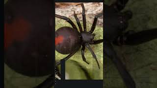 Insect Battles Bug Ultimate Showdown Top 10 Insect Fights [upl. by Ardnuek]