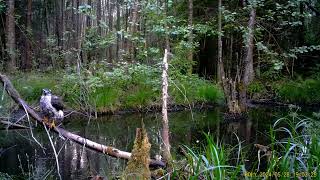 Rare Sighting Goshawk takes a Long Bath in a swamp trailcam [upl. by Niveek]