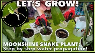 DOUBLE YOUR MOONSHINE SNAKE PLANT VALUE Easy water propagation for beginners step by step [upl. by Amadeus]