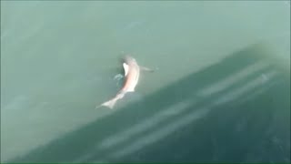 Sharks at Myrtle beach  South Carolina USA [upl. by Courtland]