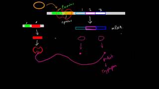 Negative InducibleRepressible Operons [upl. by Ribble]