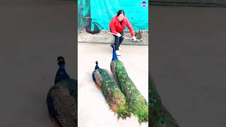 Lovely Peacock peacock shorts bdsports love song bollywood hindisong [upl. by Auroora]