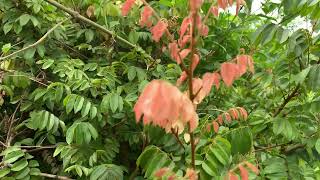 Koelreuteria Elegans Flame gold Plant Nature Free Stock VideoFree for use and download [upl. by Charleton657]