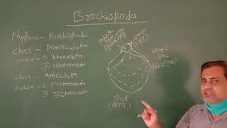 BRACHIOPODA BSc II By Dr KK Mishra Geology [upl. by Cadmann]