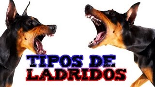 TIPOS DE LADRIDOS I [upl. by Olga132]