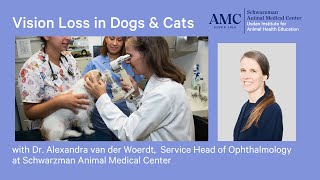 Vision Loss in Dogs and Cats [upl. by Gosser]