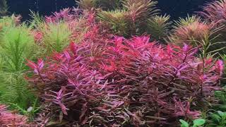 Rotala colorata  Bể cá thủy sinh với cây vẩy ốc đỏ [upl. by Kleper]