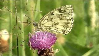 Video haiku n°39 papillon  Lepidoptera  Butterfly [upl. by Hairaza445]