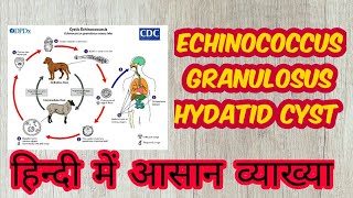 Echinococcus granulosus hydatid disease in hindi [upl. by Turro]