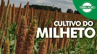 CULTIVO DO MILHETO  Safra 2024 [upl. by Elocn859]