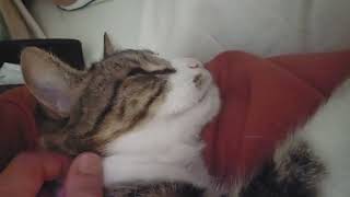 Tyrion cat purring while getting petted [upl. by Gustave]