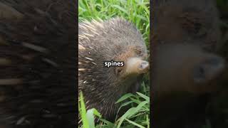 Discover the Echidna’s Spiny Defense [upl. by Clayberg]