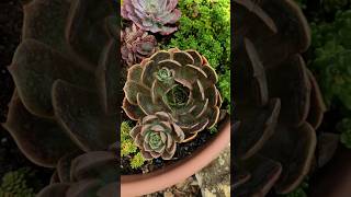 Echeveria marrom suculentas suculents [upl. by Nanine241]