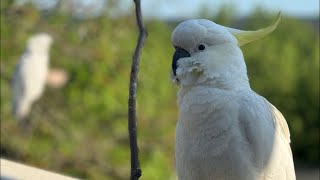 We Are LiVE ❤️ Birds of Australia Home Zoo [upl. by Barfuss]