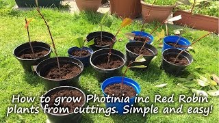 How to grow and root Photinia plants including Red Robin from cuttings [upl. by Kjersti218]