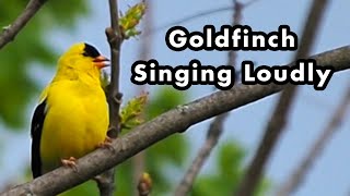 American Goldfinch Singing Loudly In My Backyard  Bird Calls Songs and Sounds [upl. by Valentin572]