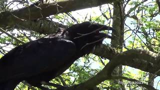 Raven Squawking  free sound effect [upl. by Guglielma130]