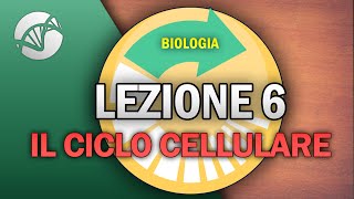 BIOLOGIA  Lezione 6  Il Ciclo Cellulare [upl. by Laurel870]