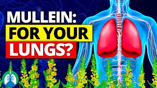 How to Detox and Cleanse Your Lungs with Mullein ❓ [upl. by Lierbag]