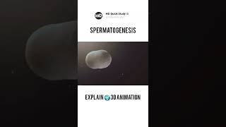 Spermatogenesis Process in Human  3D Animation  Sperm Kaise Banta Hai sperm biology science [upl. by Temirf597]