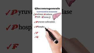 Gluconeogenesis irreversible enzymes  Gluconeogenesis pathway [upl. by Eaneg]