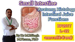 Small Intestine  Anatomy Histology amp Functions  Human Anatomy PhysiologyII  BP201T  L22 [upl. by Eseerehc]