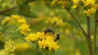 Mating behavior of Masked Bee Hylaeus [upl. by Hobard263]