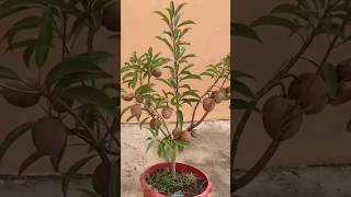 New technique for growing Sapodilla plant sapodilla sapodillagrafting farming viral shorts [upl. by Liddie]