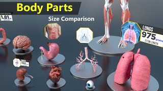 Human Body Organs Size Comparison  Human anatomy [upl. by Jamil]