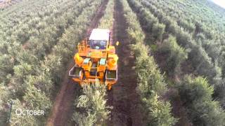 See how the extra virgin olive oil by Casa de Hauldo is produced [upl. by Enelrats851]