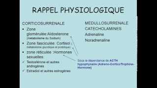 GLANDES SURRENALES RAPPEL ANATOMIQUE [upl. by Hermon]