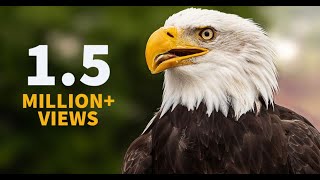 Inspiring Eagle story [upl. by Pironi605]