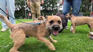 Border Terrier Woody meets his family [upl. by Christoper]