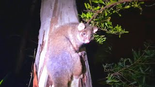 Cute white tipped ringtail possum [upl. by Slaohcin]