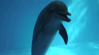 Brookfield Zoos dolphins wearing biologging devices [upl. by Audrit]