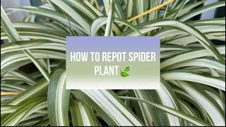 Repotting SPIDER PLANTll How to repot Spider PlantSoil Mix\ContainerA Step By Step Guide [upl. by Notsur224]