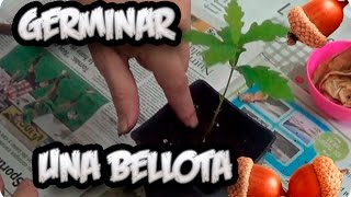 Como Germinar Una Bellota No Falla  La Huertina De Toni [upl. by Smitt817]