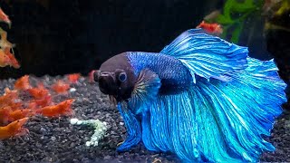 7 Most Popular Betta Tank Mates You Need to Try [upl. by Maribelle649]