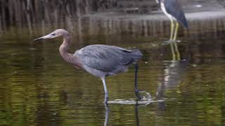 Reddish Egret in Florida 4K [upl. by Eahsel132]